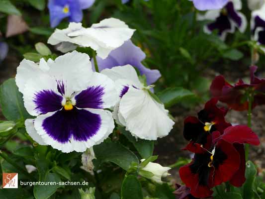 Schloss und Park Mosigkau