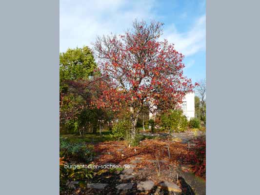 Botanischer Garten Leipzig, Bild 1, © Foto Sylvia Wentzlau