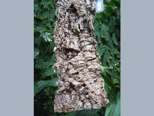 Botanischer Garten Leipzig