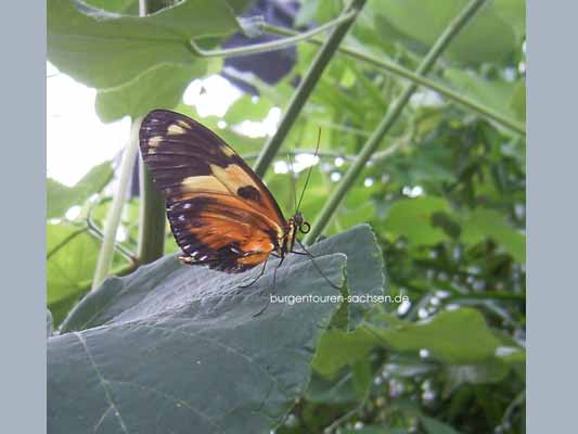 Botanischer Garten Leipzig