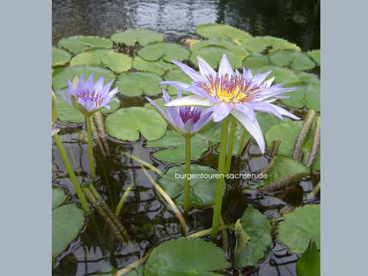 Botanischer Garten Leipzig