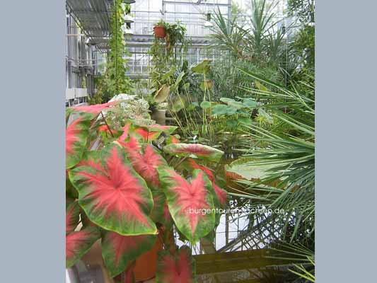 Botanischer Garten Leipzig