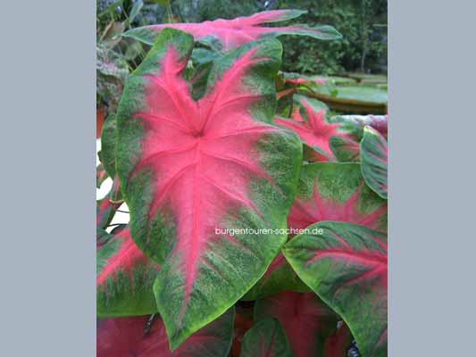 Botanischer Garten Leipzig