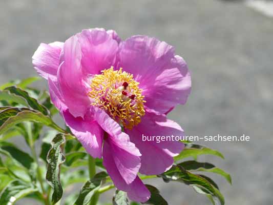 Duft- und Tastgarten Leipzig, © Foto Sylvia Wentzlau