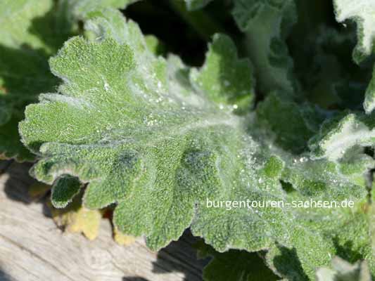 Duft- und Tastgarten Leipzig, © Foto Sylvia Wentzlau