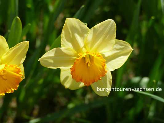 Apothekergarten Leipzig, © Foto Sylvia Wentzlau