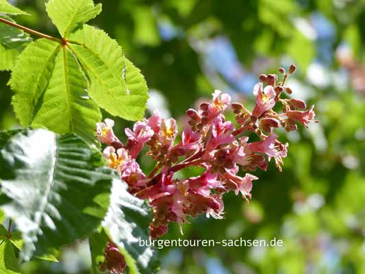 Apothekergarten   Leipzig, © Foto Sylvia Wentzlau