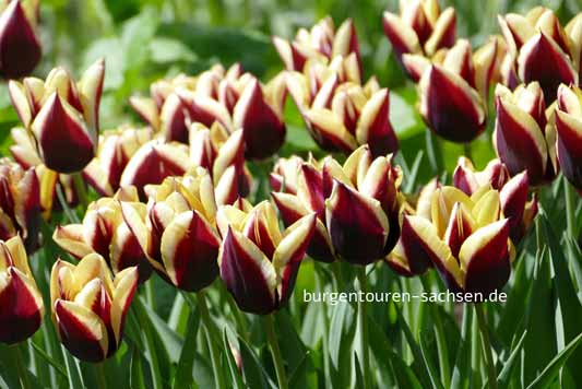 Apothekergarten Leipzig, © Foto Sylvia Wentzlau