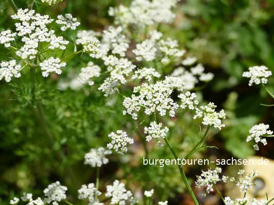 Apothekergarten Leipzig, © Foto Sylvia Wentzlau
