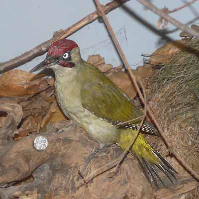 Rittergutsförsterei Schloss Blankenhain